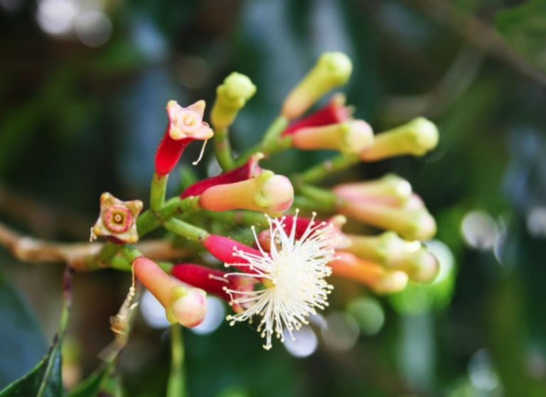 peluang usaha cengkeh - jasalogocepat